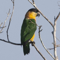 Black-headed Parrot